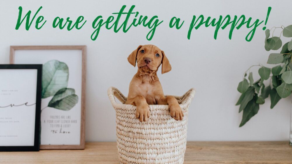 We are getting a puppy !