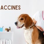 a beagle dog getting a vaccine