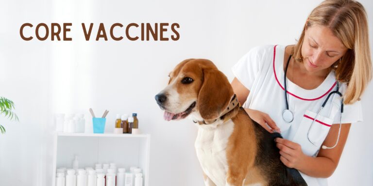 a beagle dog getting a vaccine
