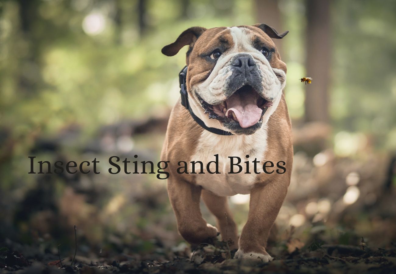 Insect stings and bites in dogs