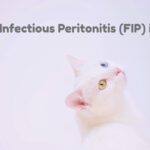Feline Infectious Peritonitis (FIP) in Cats