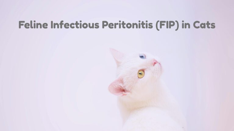 Feline Infectious Peritonitis (FIP) in Cats: Symptoms, Diagnosis, Treatment, and Prevention