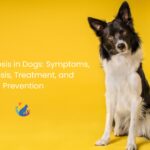 Leishmaniosis in Dogs: Symptoms, Diagnosis, Treatment, and Prevention