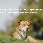 Understanding Ehrlichiosis in Dogs: Symptoms, Diagnosis, Treatment, and Prevention
