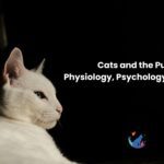 Cats and the Purr: Physiology, Psychology, and Care