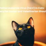 Feline Leukemia Virus (FeLV) in Cats: What Every Pet Owner and Veterinarian Should Know