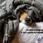 Anxiety in Dogs and Cats: A Vet’s Guide to Calmer, Happier Pets