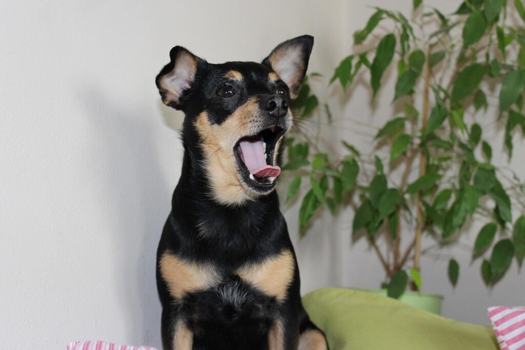 dog yawns from anxiety