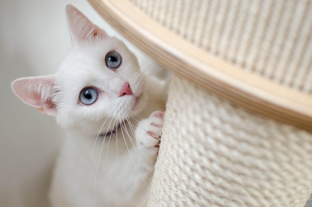 play tree to reduce anxiety in cats