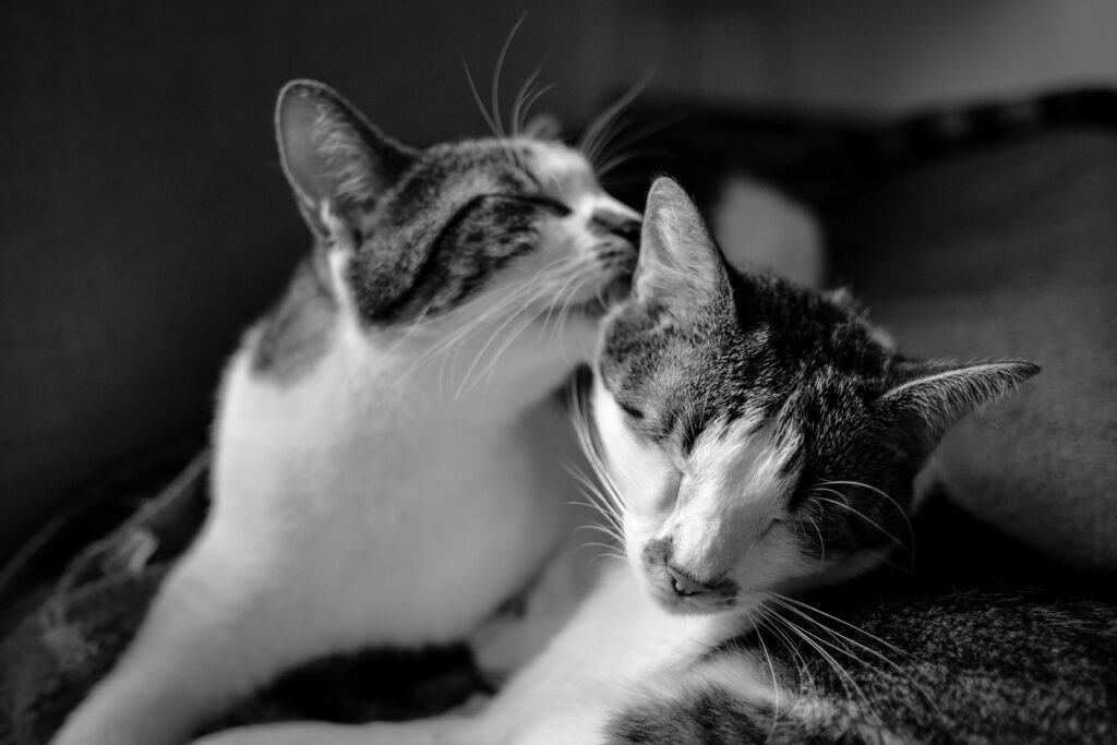 cats grooming each other and possibly transmitting FeLV virus