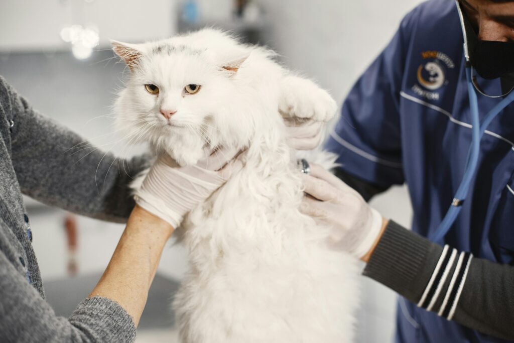 a white cat getting examined from a veterinarian