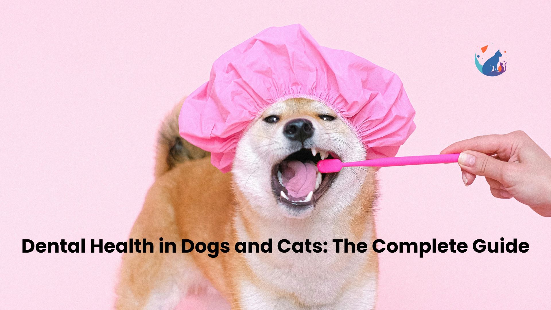 Dental Health in Dogs and Cats: The Complete Guide