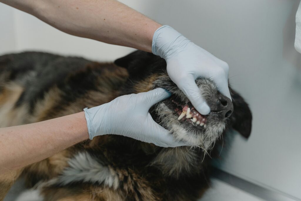 dental check up on a dog